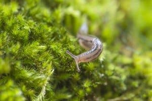 snail, slug requires a wet environment